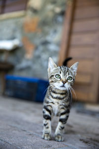 Portrait of cat sitting outdoors