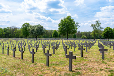 A lot of small, concrete crosses at the german war cemetery in the netherlands.