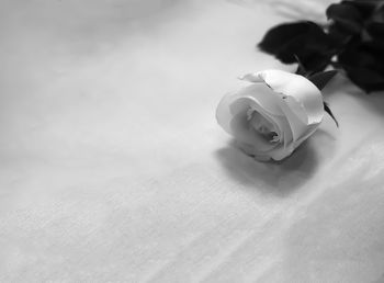 Close-up of rose on table