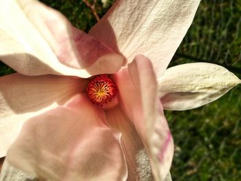 Close-up of hand holding flowering plant