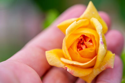 Close-up of yellow rose flower