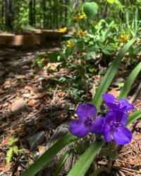 Close-up of purple flowering plant on field