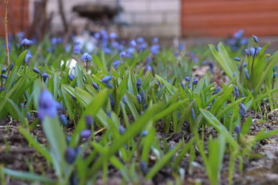 Close-up of purple crocus flowers on field