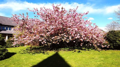 Pink cherry blossoms against sky