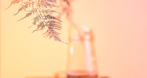 Close-up of plant against white background