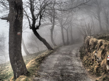 Road amidst trees in forest during winter