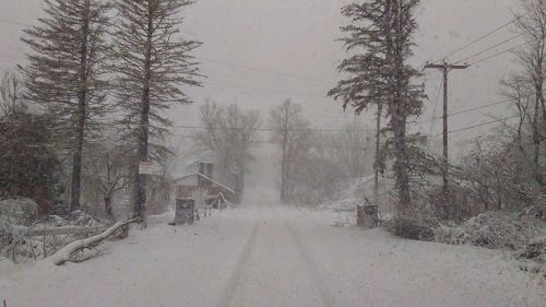 Trees on snow covered road against sky