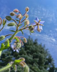 Low angle view of flower tree against sky