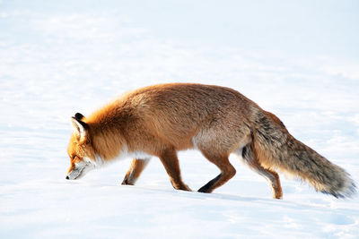 Full length of red fox walking on snow covered field