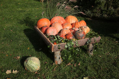 Colorful pumpkins