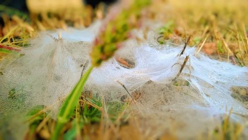 Close-up of grass