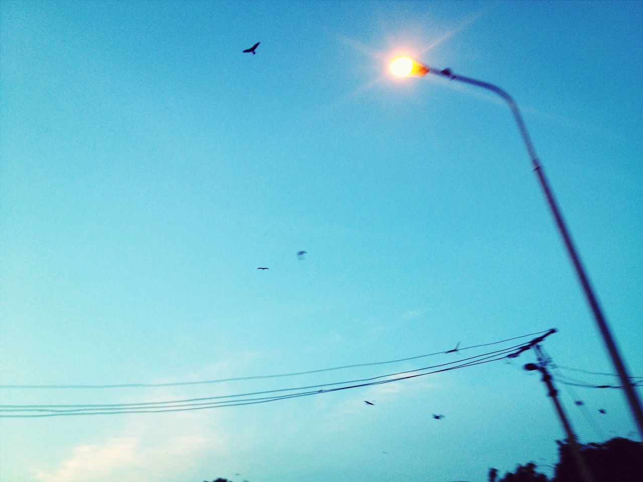 flying, low angle view, bird, animal themes, animals in the wild, wildlife, mid-air, silhouette, blue, sky, clear sky, flock of birds, transportation, airplane, power line, nature, sun, air vehicle, flight