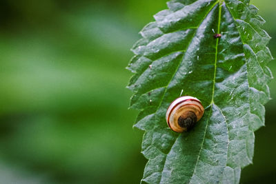 Close-up of snail on leaf