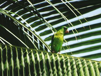 Low angle view of bird perching in cage