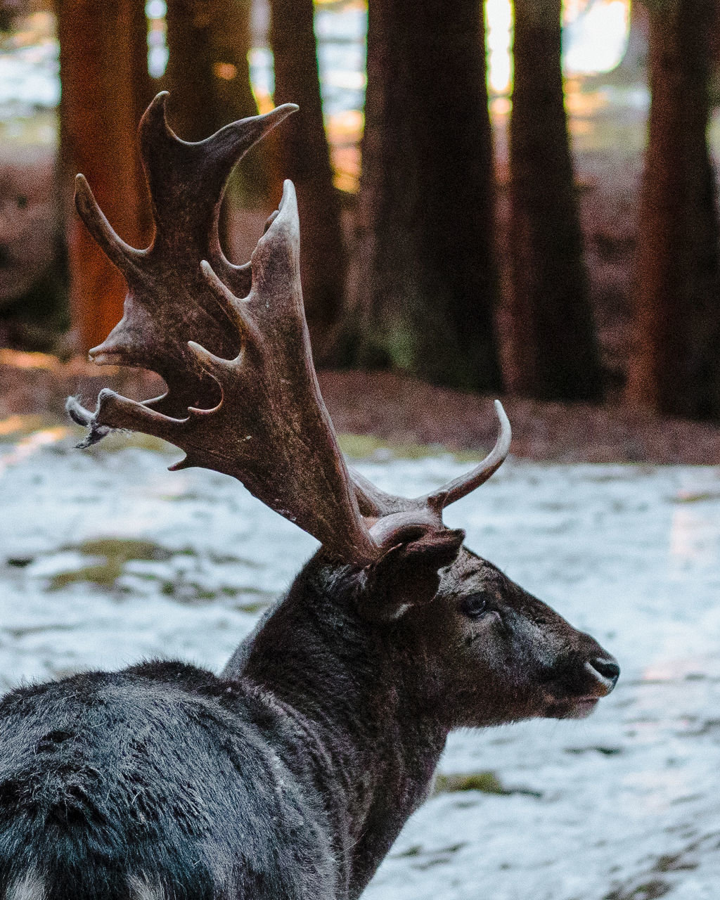 CLOSE-UP OF DEER