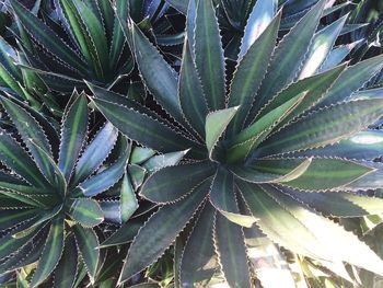 Full frame shot of cactus