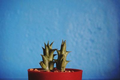 Close-up of cactus on table