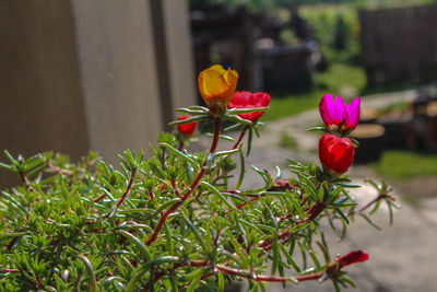 Close-up of red flowers blooming outdoors