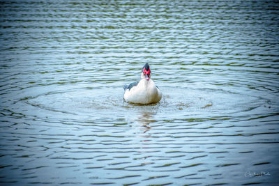 Duck swimming in lake