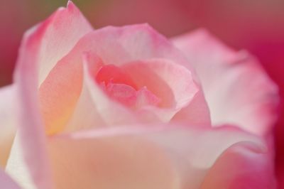 Close-up of pink rose