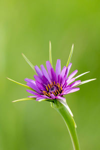Close-up of purple flower
