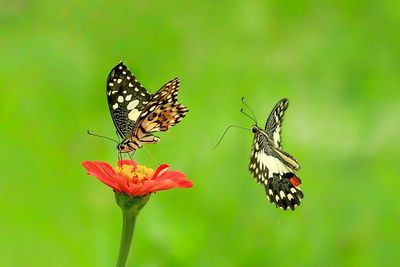 Butterfly pollinating on flower