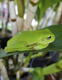 Close-up of green leaves