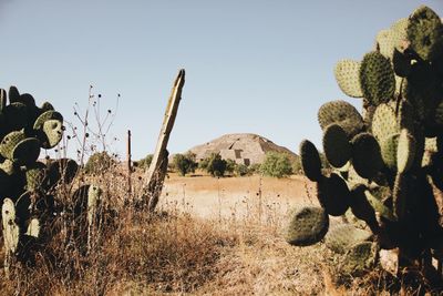 Cactus growing on field against clear sky