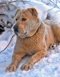 Dog looking away on snow field