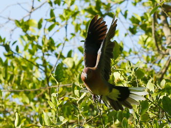 Low angle view of bird flying against trees