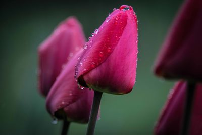 Close-up of pink flower blooming outdoors