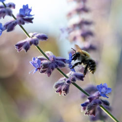 Close-up of bee pollinating on flower