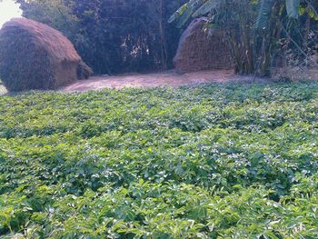 Plants growing on field