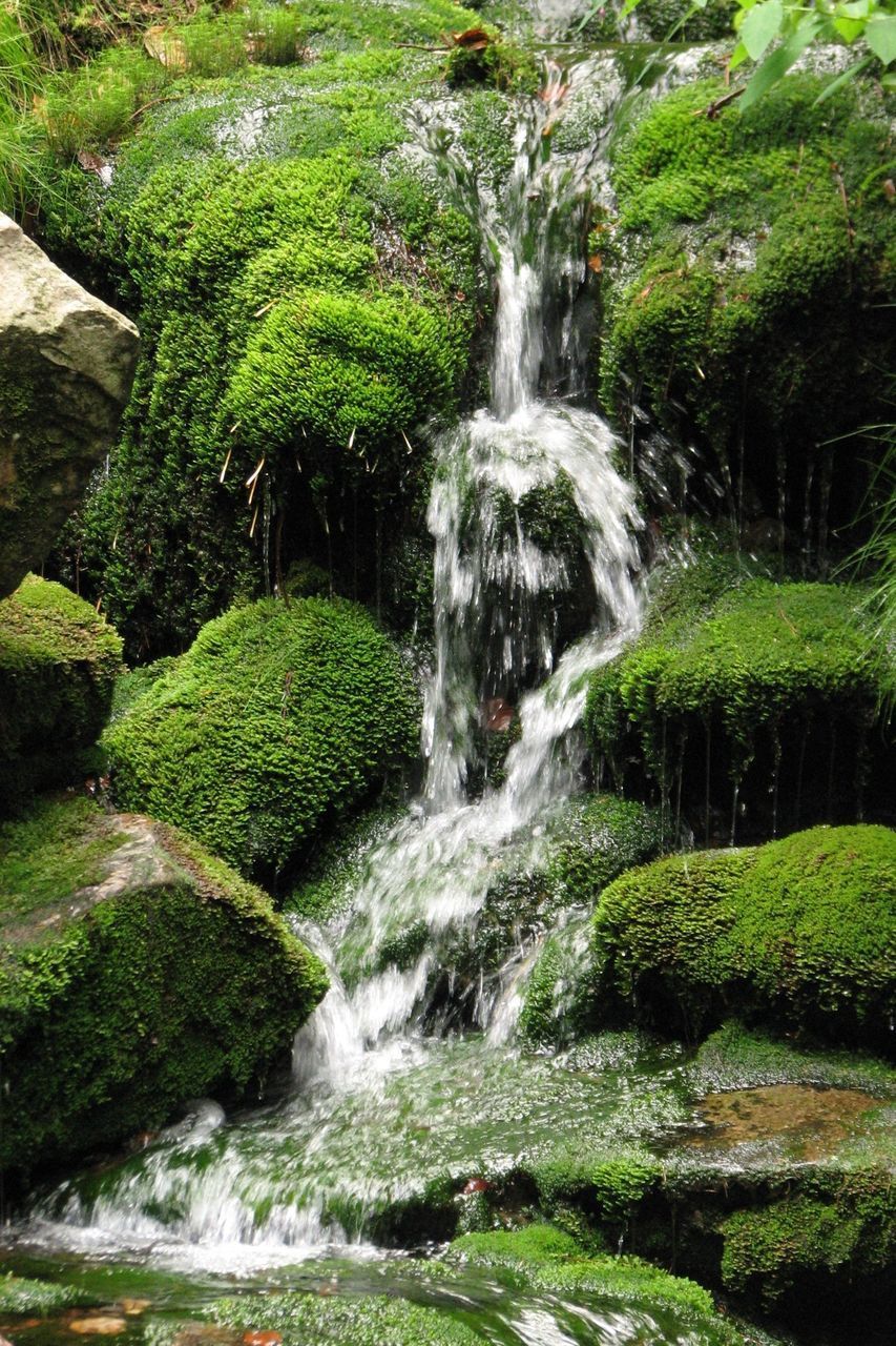 WATERFALL IN FOREST