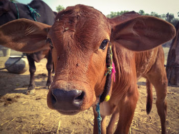 Close-up of calf