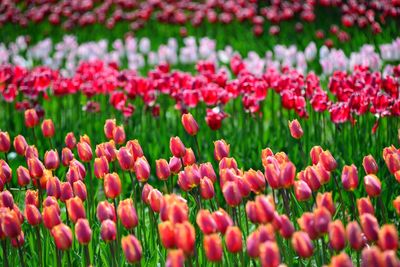 Close-up of pink tulips in field