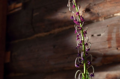 Close-up of purple flowering plant hanging against wall
