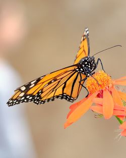 Butterfly pollinating on orange flower