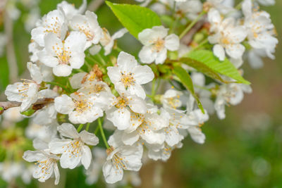 Close-up of a flowering prunus avium tree with white blossoms.blooming sweet cherry tree in spring. 