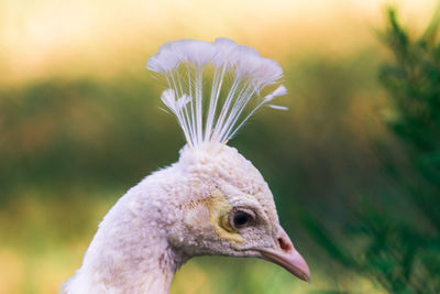Close-up of a bird