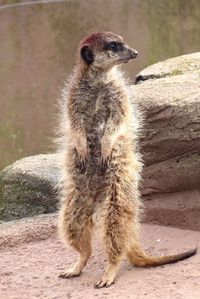 Close-up of meerkat standing outdoors