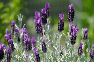 Close-up of purple flowering plants on field