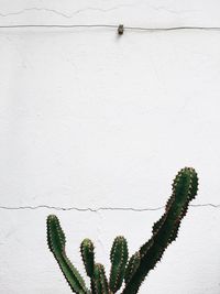 Close-up of succulent plant against wall