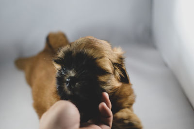 Midsection of person holding dog