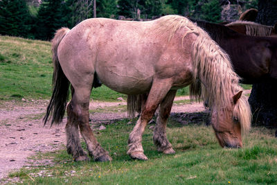 Horse grazing in a field