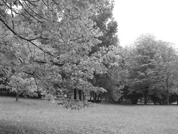 View of trees in park