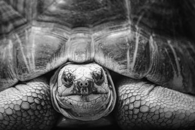 Close-up portrait of a turtle