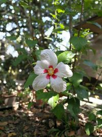 Close-up of flowers against blurred background