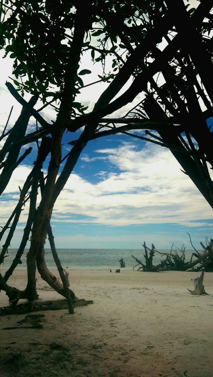 beach, sea, horizon over water, sky, tree, tranquility, shore, water, tranquil scene, sand, nature, branch, scenics, tree trunk, beauty in nature, growth, palm tree, day, idyllic, outdoors