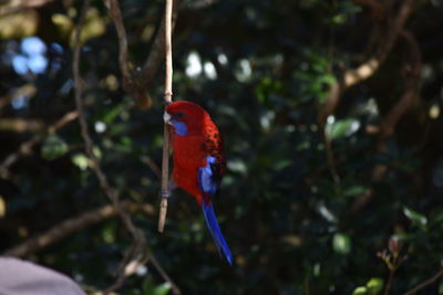 Close-up of bird perching on red flower